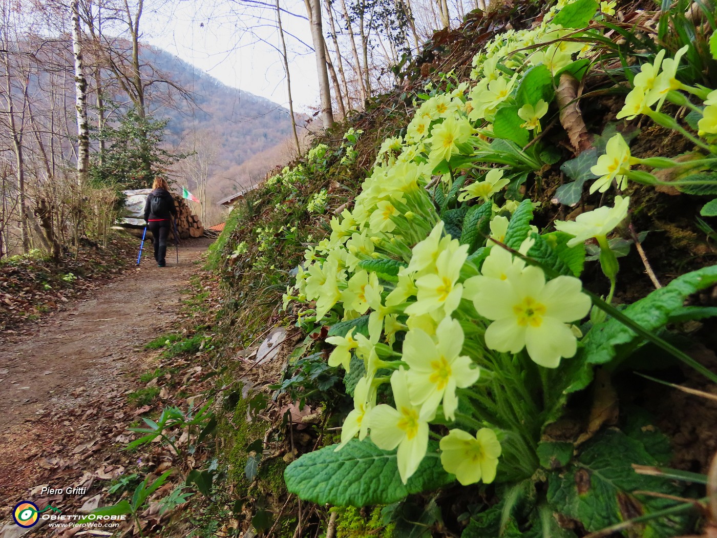 18 Primula vulgaris-Primule in fiore.JPG